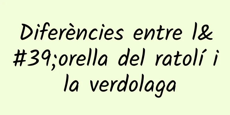 Diferències entre l'orella del ratolí i la verdolaga