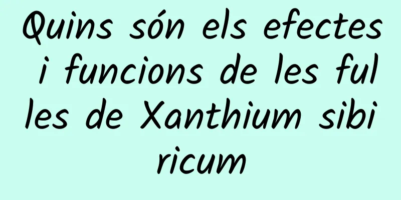 Quins són els efectes i funcions de les fulles de Xanthium sibiricum