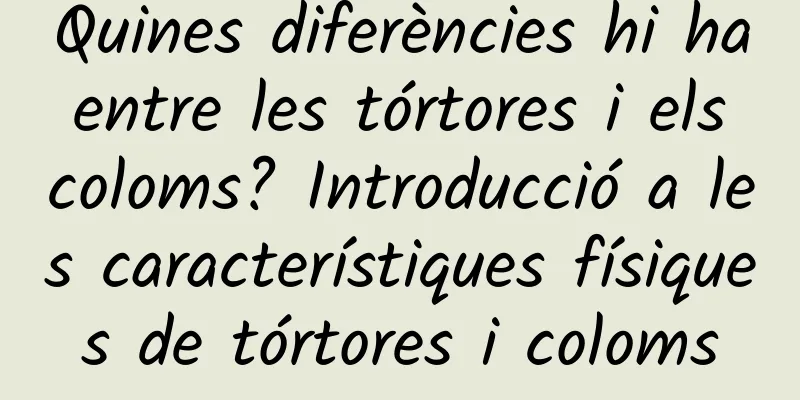 Quines diferències hi ha entre les tórtores i els coloms? Introducció a les característiques físiques de tórtores i coloms