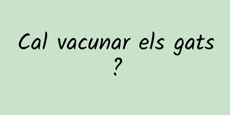 Cal vacunar els gats?