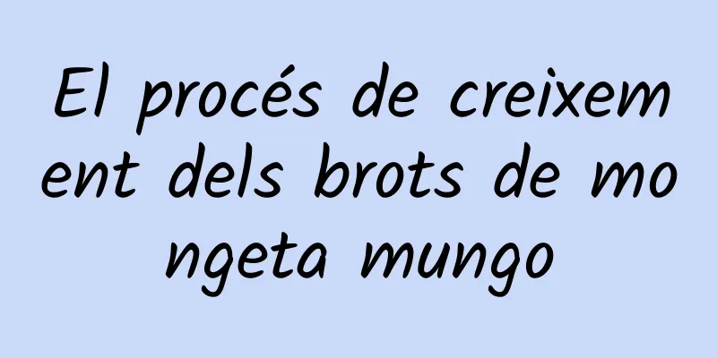 El procés de creixement dels brots de mongeta mungo