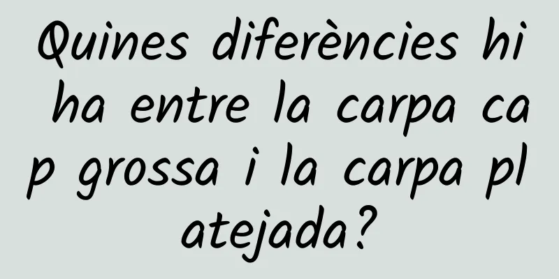 Quines diferències hi ha entre la carpa cap grossa i la carpa platejada?