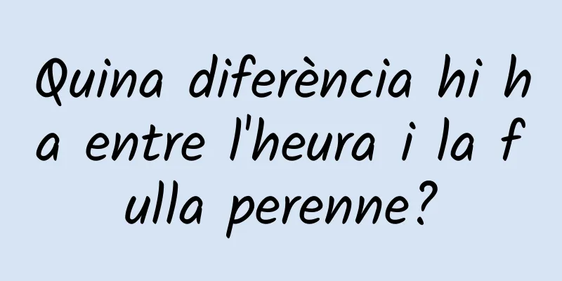 Quina diferència hi ha entre l'heura i la fulla perenne?