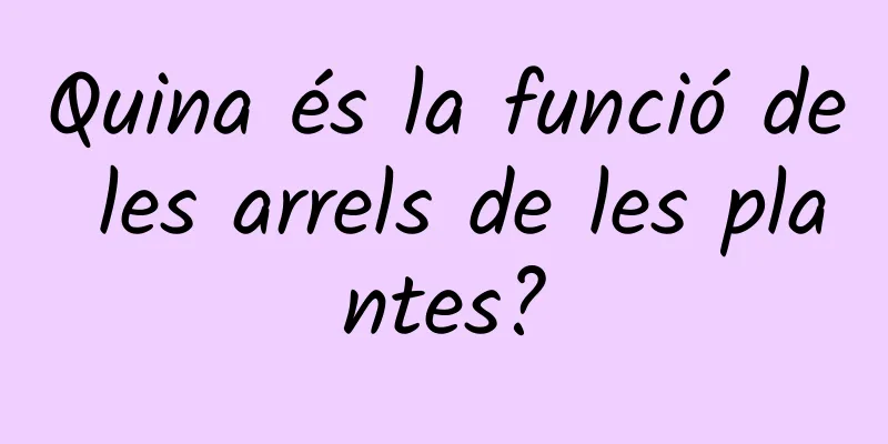 Quina és la funció de les arrels de les plantes?