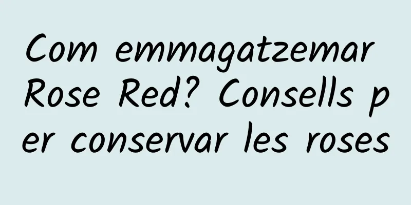 Com emmagatzemar Rose Red? Consells per conservar les roses