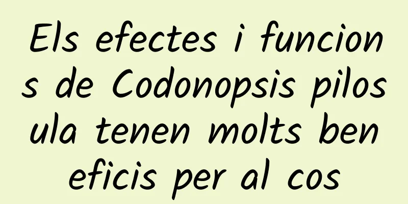 Els efectes i funcions de Codonopsis pilosula tenen molts beneficis per al cos