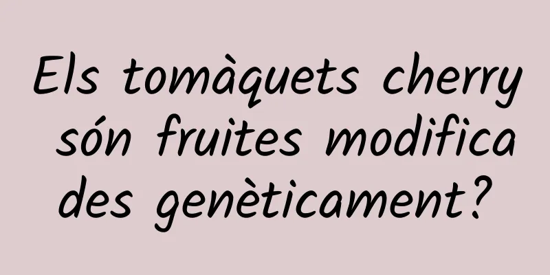 Els tomàquets cherry són fruites modificades genèticament?