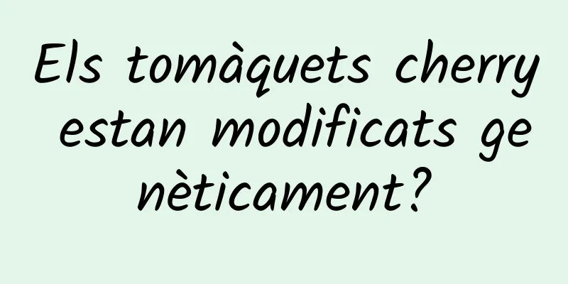 Els tomàquets cherry estan modificats genèticament?