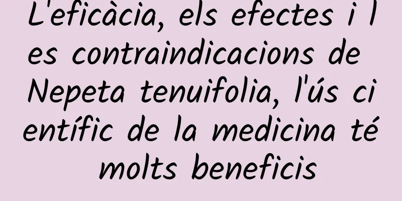 L'eficàcia, els efectes i les contraindicacions de Nepeta tenuifolia, l'ús científic de la medicina té molts beneficis