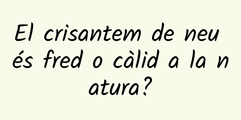El crisantem de neu és fred o càlid a la natura?