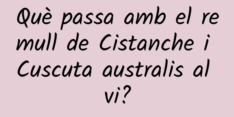 Què passa amb el remull de Cistanche i Cuscuta australis al vi?