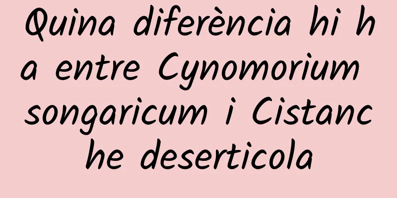 Quina diferència hi ha entre Cynomorium songaricum i Cistanche deserticola
