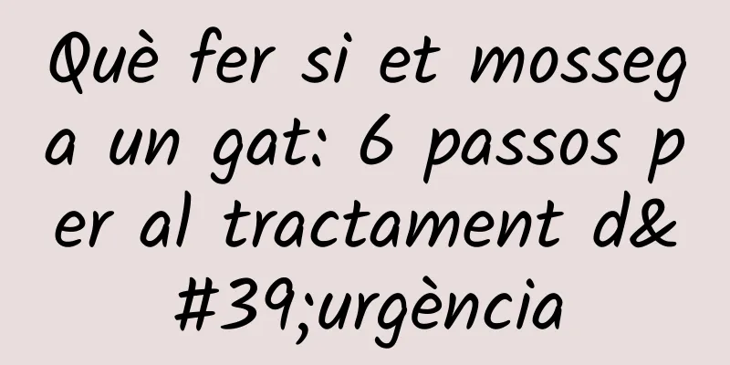 Què fer si et mossega un gat: 6 passos per al tractament d'urgència