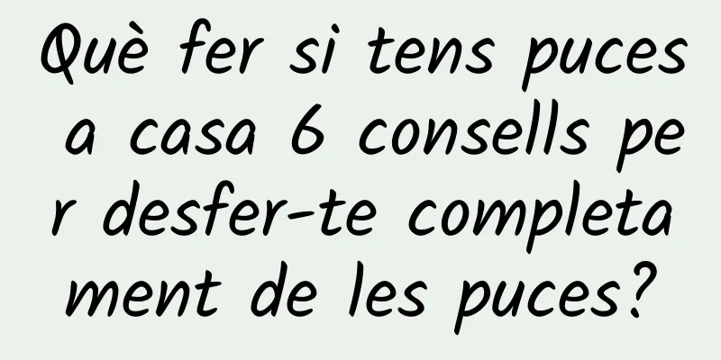 Què fer si tens puces a casa 6 consells per desfer-te completament de les puces?