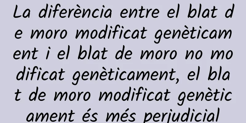 La diferència entre el blat de moro modificat genèticament i el blat de moro no modificat genèticament, el blat de moro modificat genèticament és més perjudicial