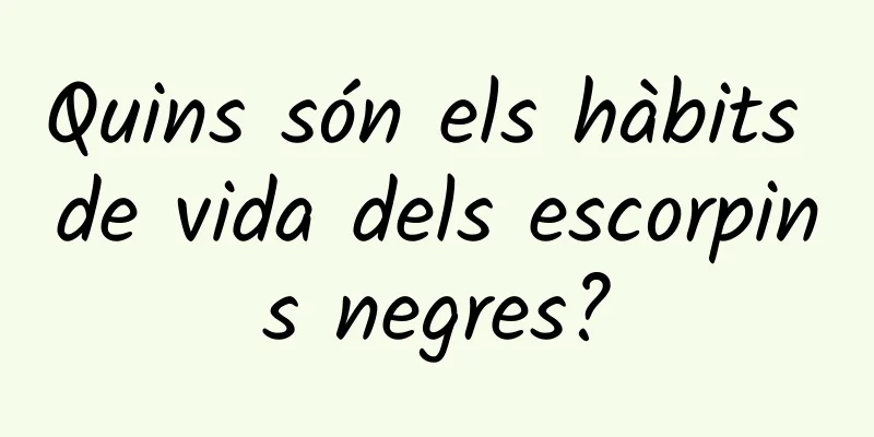 Quins són els hàbits de vida dels escorpins negres?