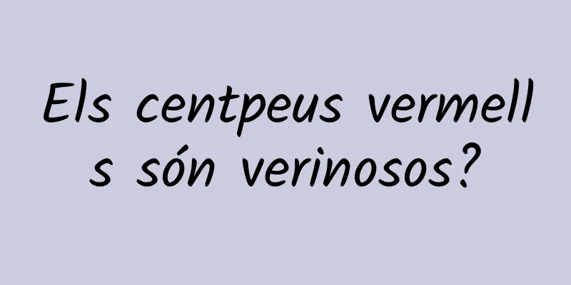 Els centpeus vermells són verinosos?