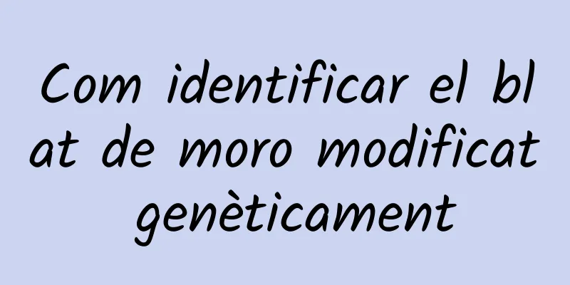 Com identificar el blat de moro modificat genèticament