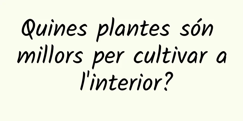 Quines plantes són millors per cultivar a l'interior?