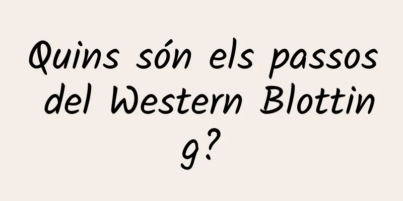 Quins són els passos del Western Blotting?