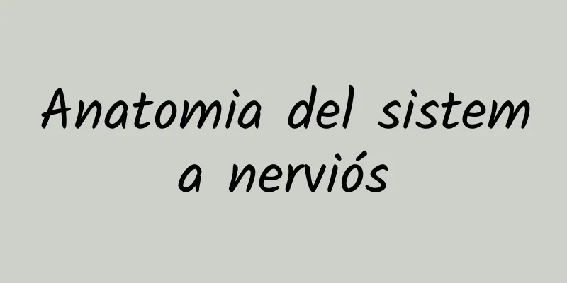 Anatomia del sistema nerviós