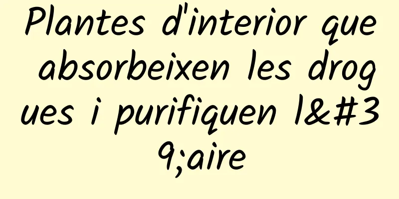 Plantes d'interior que absorbeixen les drogues i purifiquen l'aire