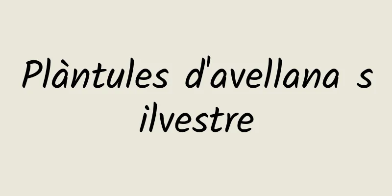 Plàntules d'avellana silvestre