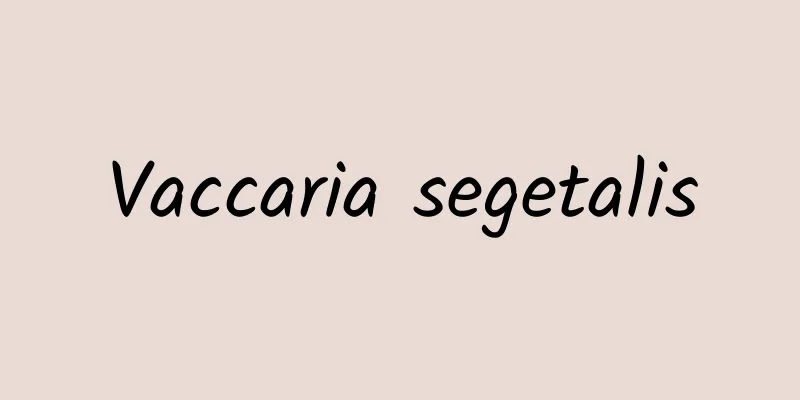 Vaccaria segetalis