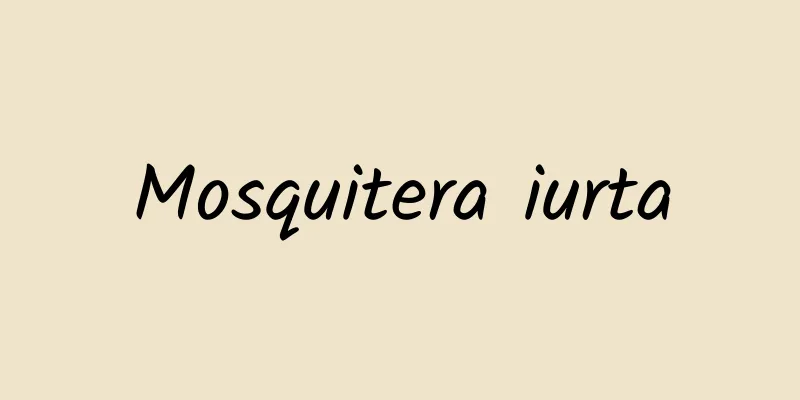 Mosquitera iurta