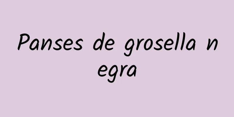 Panses de grosella negra