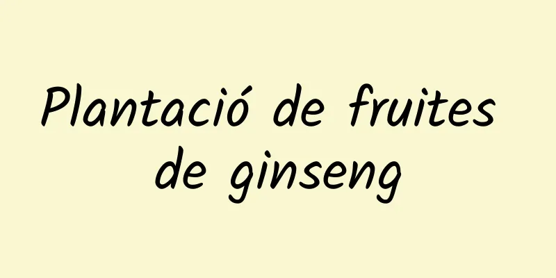 Plantació de fruites de ginseng